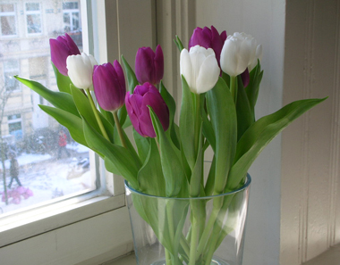 tulpen